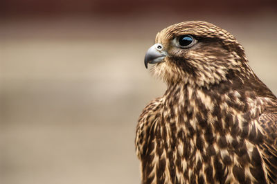 Close-up of a bird