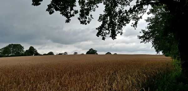 Scenic view of field against sky