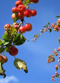 Low angle view of colorful flowers against blue sky