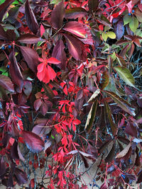 Full frame of leaves on tree