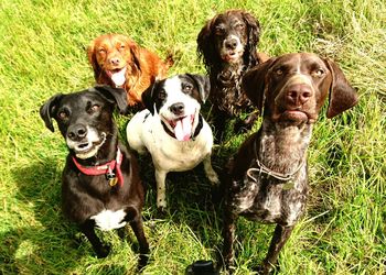 High angle portrait view of dogs on field