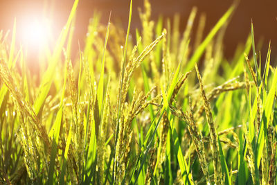 Close-up of yellow paddy rice field waiting for harvest in thailand