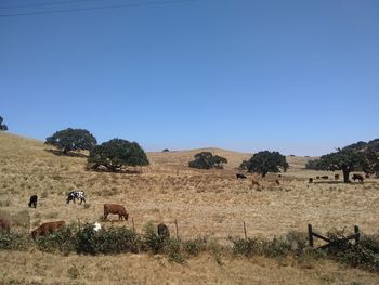 Scenic view of field against clear sky