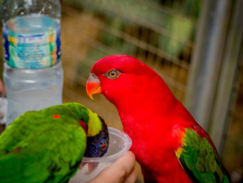 Cropped image of hand feeding parakeets in zoo