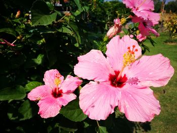 Close-up of pink flowers