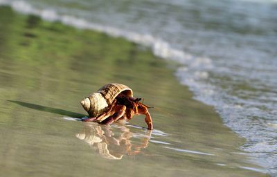 Close-up of shell on the beach