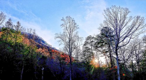 Low angle view of trees against sky