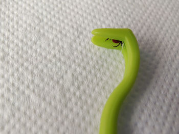 Close-up of green lizard on wall