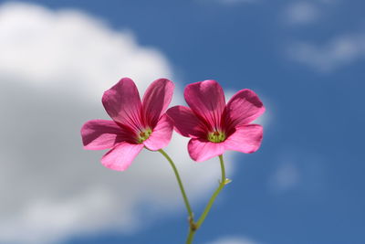 Close-up of pink flowering plant against sky