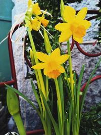 Close-up of yellow flower