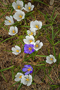 High angle view of flowers