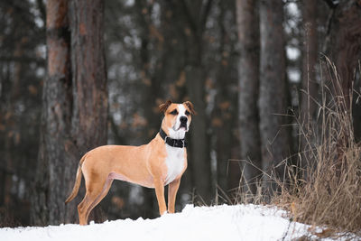 Portrait of a gorgeous staffordshire terrier dog in the winter forest. 