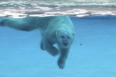 Low section of polar bear swimming in sea