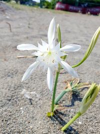 Close-up of white flower blooming outdoors