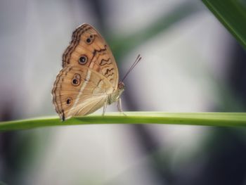 Close-up of butterfly on leaf