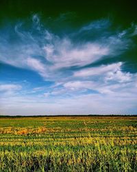 Scenic view of field against sky