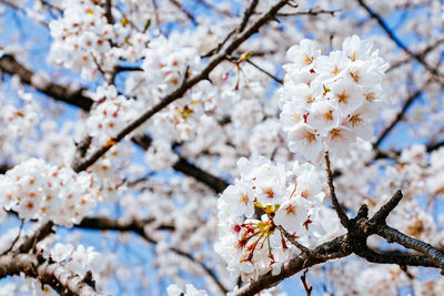 Close-up of cherry blossoms in spring