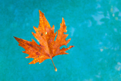 Close-up of maple leaf against blue sky