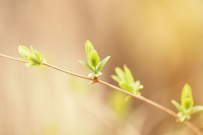 Close-up of plant