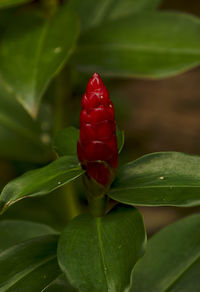 Close-up of red flower