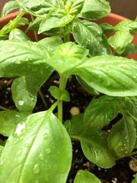 Full frame shot of water drops on plants