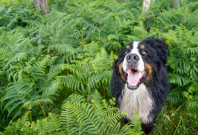 Happy, dirty, smiling bernese mountain dog standing in the ferns in the forest.