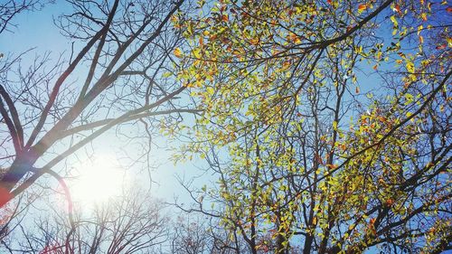 Low angle view of trees against sky