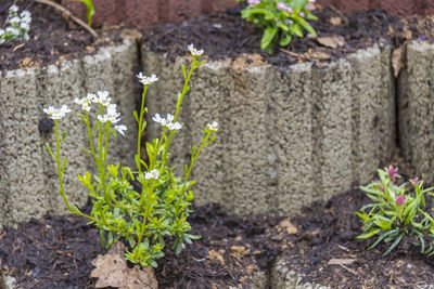 High angle view of small plant growing on field