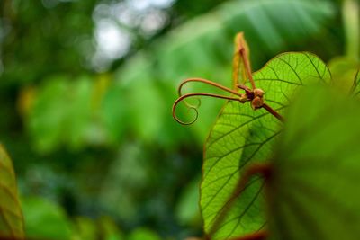 Close-up of insect on leaf