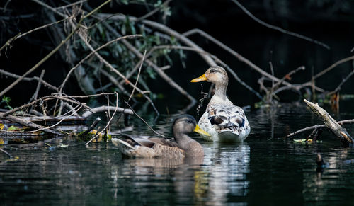 Close-up of ducks swimming in lake