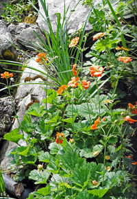 Close-up of orange flowering plants on field