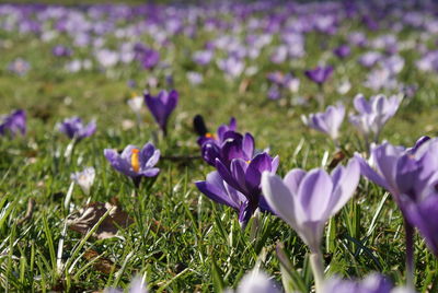 Close-up of purple crocus flowers on field