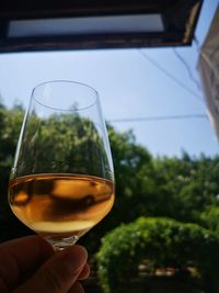 Close-up of hand holding beer glass against trees