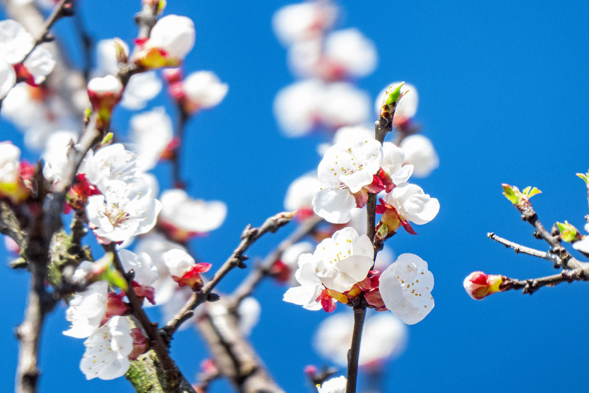 plant, flower, tree, branch, springtime, flowering plant, freshness, nature, blossom, spring, growth, beauty in nature, fragility, blue, sky, focus on foreground, produce, no people, day, close-up, food, food and drink, twig, white, clear sky, outdoors, low angle view, fruit, sunlight, cherry blossom, sunny, macro photography, selective focus, flower head, healthy eating, fruit tree