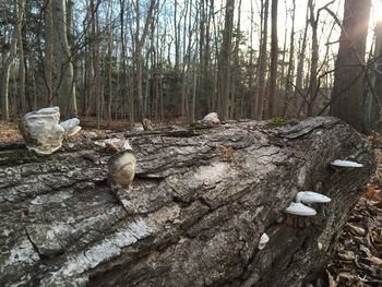 Trees in forest