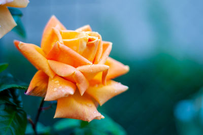 Close-up of orange flower