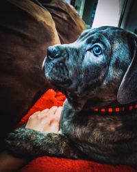 Close-up of a dog looking away