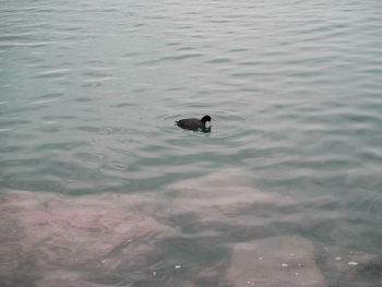 High angle view of ducks swimming in lake