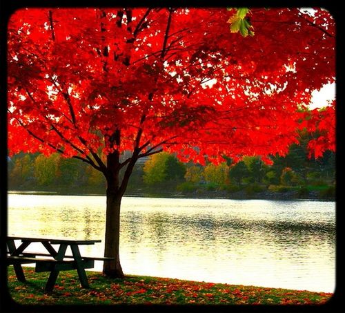 tree, water, tranquility, beauty in nature, tranquil scene, transfer print, lake, scenics, nature, branch, auto post production filter, autumn, growth, change, idyllic, orange color, season, reflection, river, outdoors