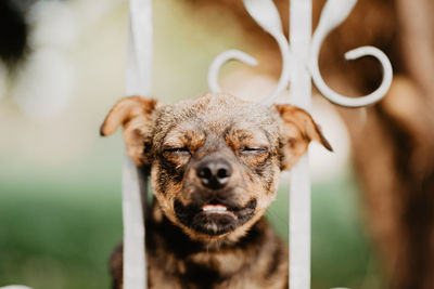 Close-up portrait of dog against blurred background