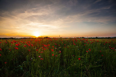 Scenic view of poppy field against sky during sunset