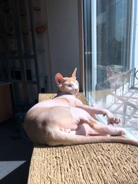 Cat sitting on window sill