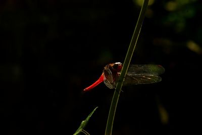 Close-up of damselfly on plant