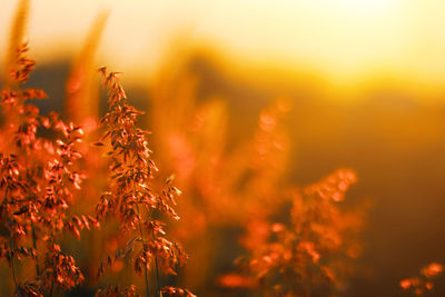 Close-up of plants on field against sky during sunset