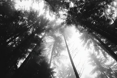Low angle view of trees in forest