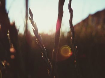 Close-up of plant against blurred background