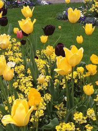 Yellow tulips blooming on field