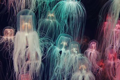 Close-up of jellyfish underwater