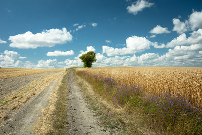 Dirt road next to the field with grain, tree and white clouds on the blue sky