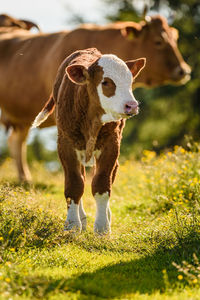 Cow standing in a field